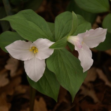 Trillium grandiflorum Trillium grandiflorum
