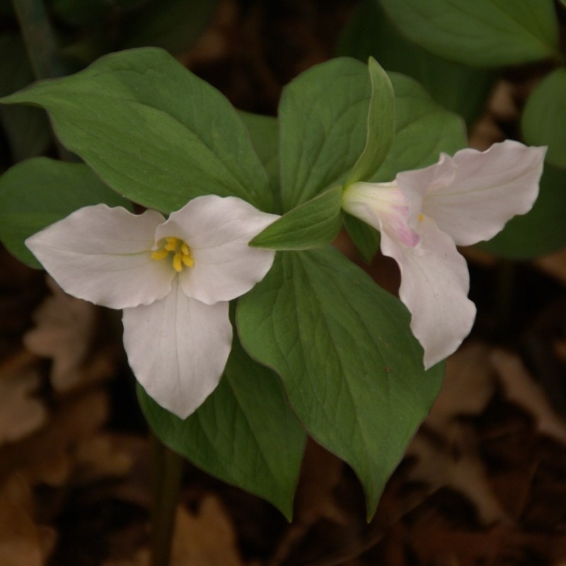 Trillium grandiflorum Trillium grandiflorum