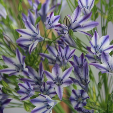 Triteleia laxa 'Rudy'