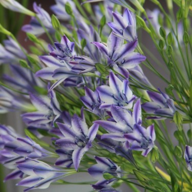 Triteleia laxa 'Rudy'