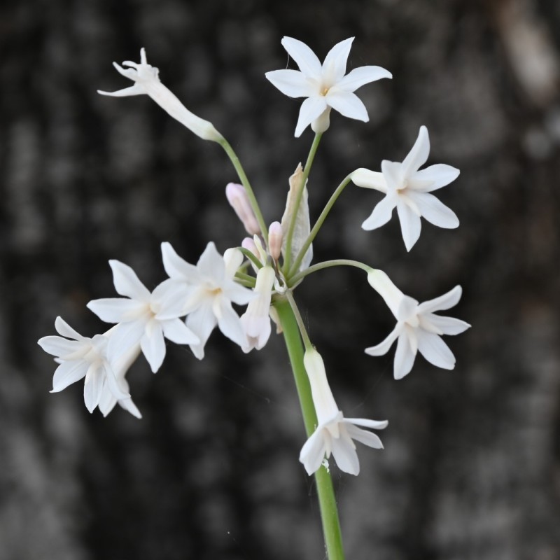 Tulbaghia violacea 'Alba' Tulbaghia violacea 'Alba'