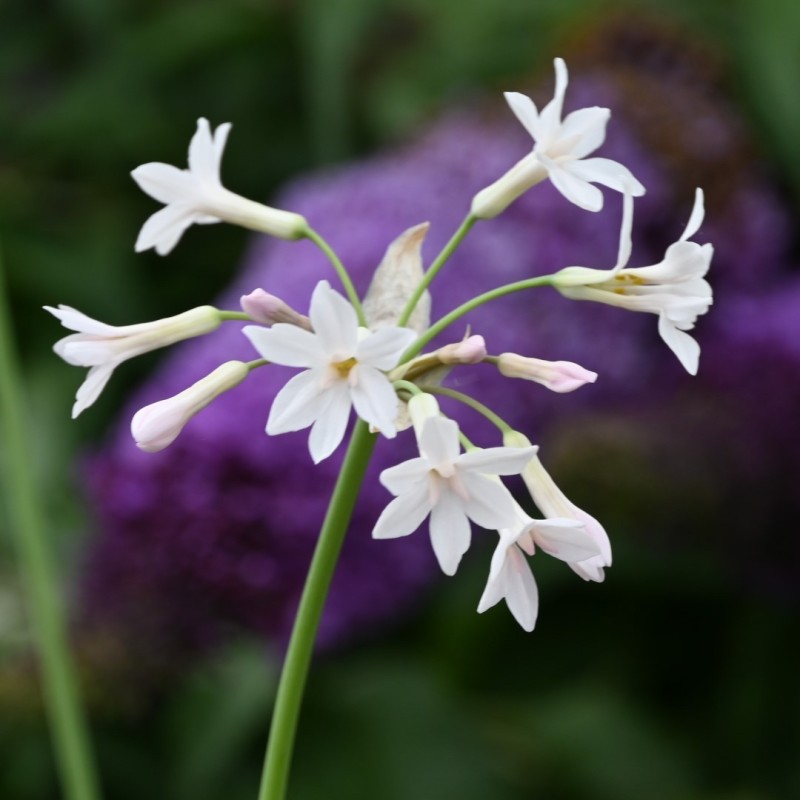 Tulbaghia violacea 'Alba' Tulbaghia violacea 'Alba'