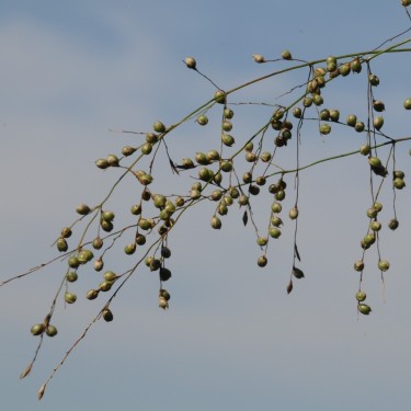 Phaenosperma globosa Phaenosperma globosa