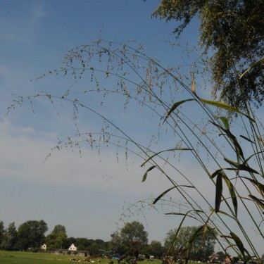 Phaenosperma globosa Phaenosperma globosa