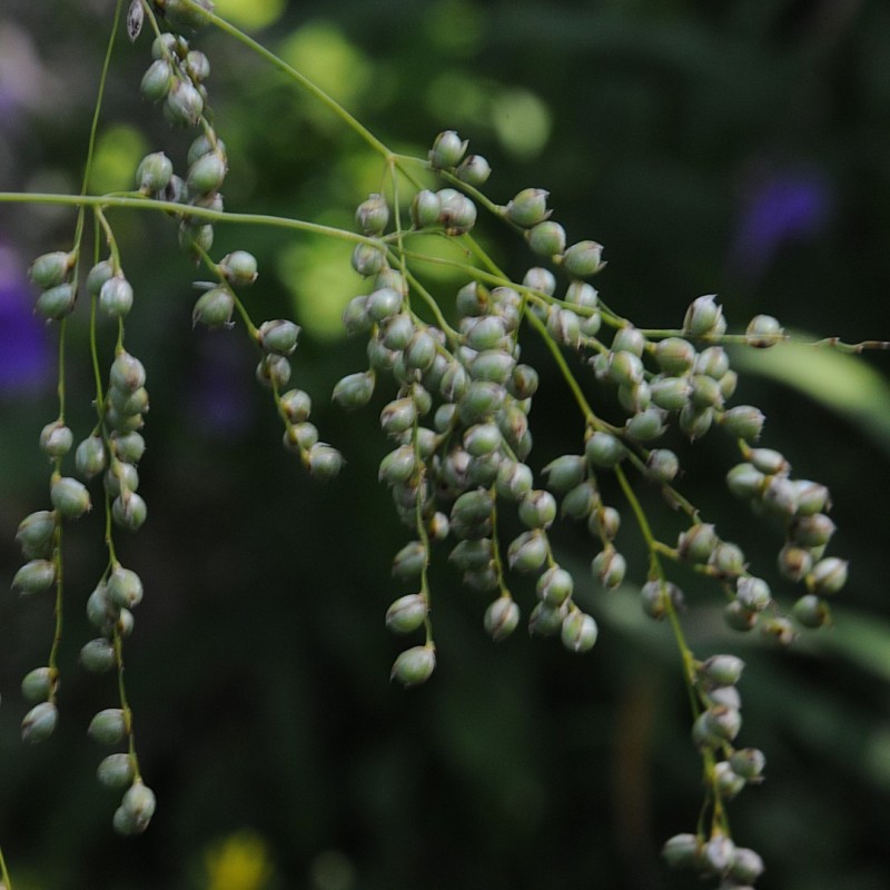 Phaenosperma globosa Phaenosperma globosa