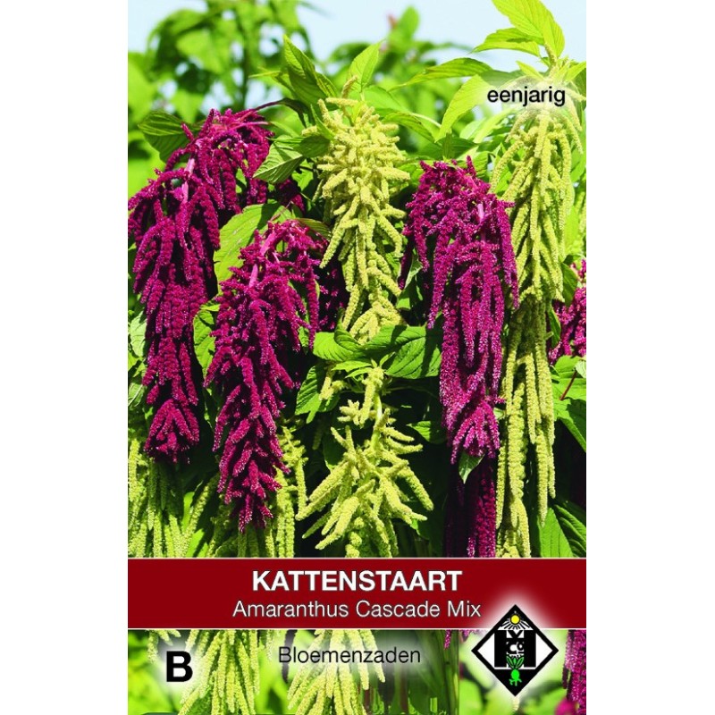 Amaranthus caudatus 'Cascade Mix' -zaden- Amaranthus caudatus 'Cascade Mix' -zaden-