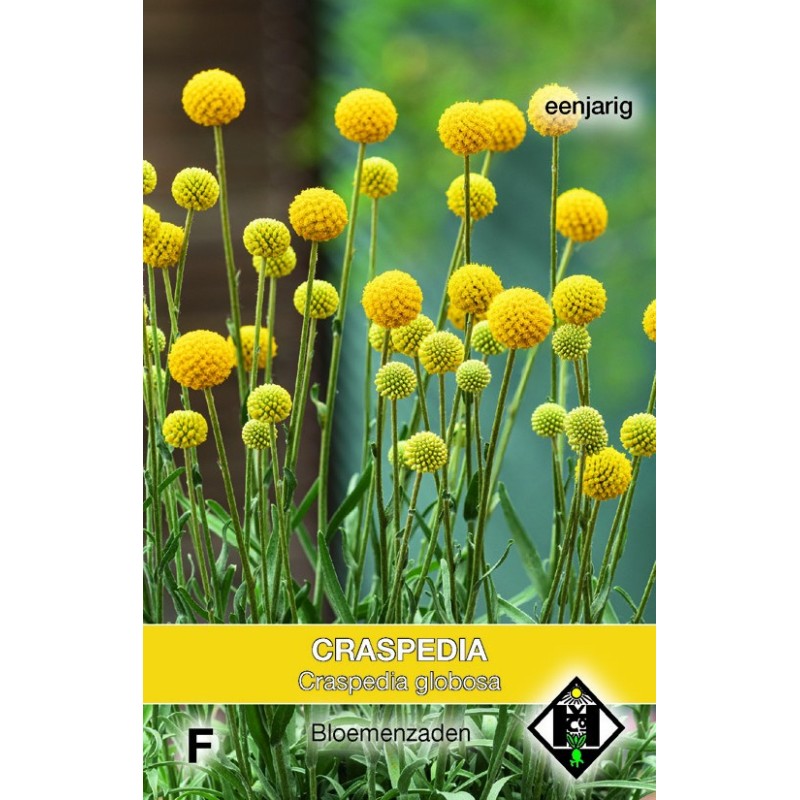 Craspedia globosa -zaden- Craspedia globosa -zaden-
