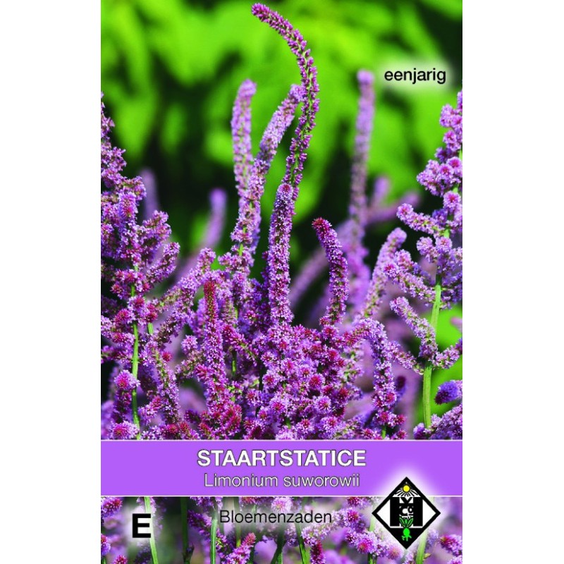 Limonium suworowii -zaden- Limonium suworowii -zaden-