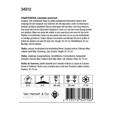 Limonium suworowii -zaden- Limonium suworowii -zaden-