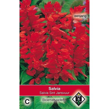 Salvia splendens 'Sint Jansvuur' -zaden-