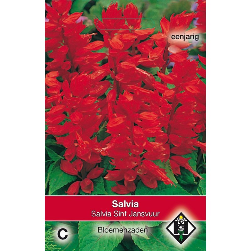 Salvia splendens 'Sint Jansvuur' -zaden-