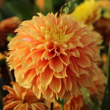 Dahlia 'Deep Impact'