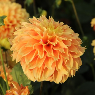 Dahlia 'Deep Impact' Dahlia 'Deep Impact'