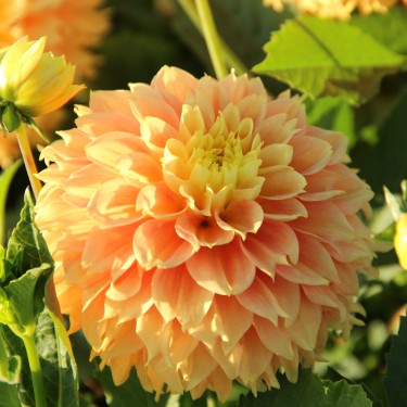 Dahlia 'Deep Impact' Dahlia 'Deep Impact'