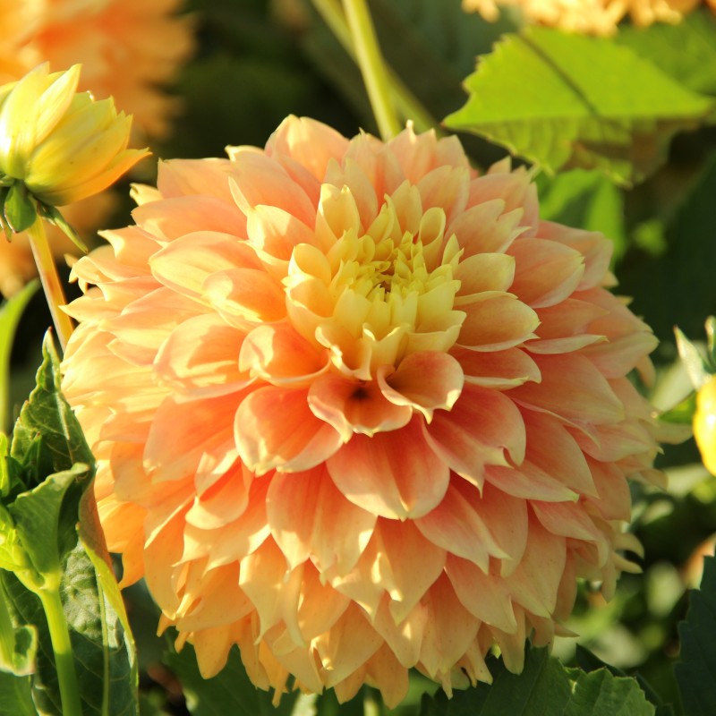 Dahlia 'Deep Impact' Dahlia 'Deep Impact'