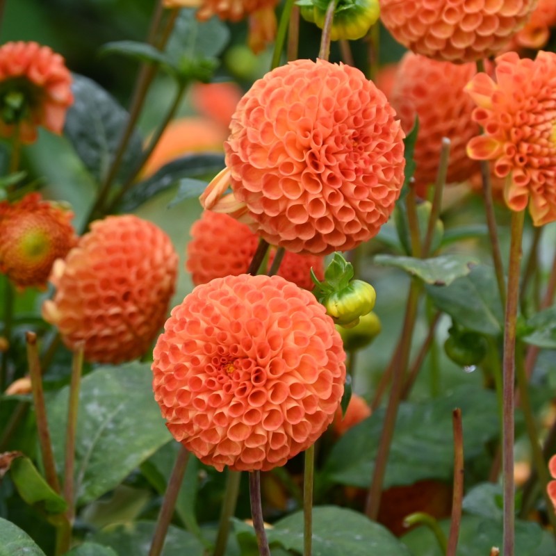 Dahlia 'Bantling' BIO Dahlia 'Bantling' BIO