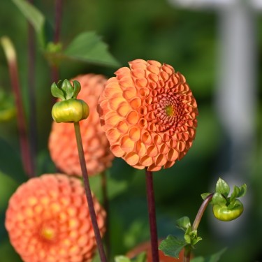 Dahlia 'Bantling' BIO Dahlia 'Bantling' BIO