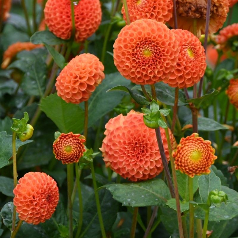 Dahlia 'Bantling' BIO Dahlia 'Bantling' BIO