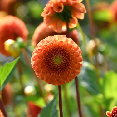 Dahlia 'Bantling' BIO Dahlia 'Bantling' BIO
