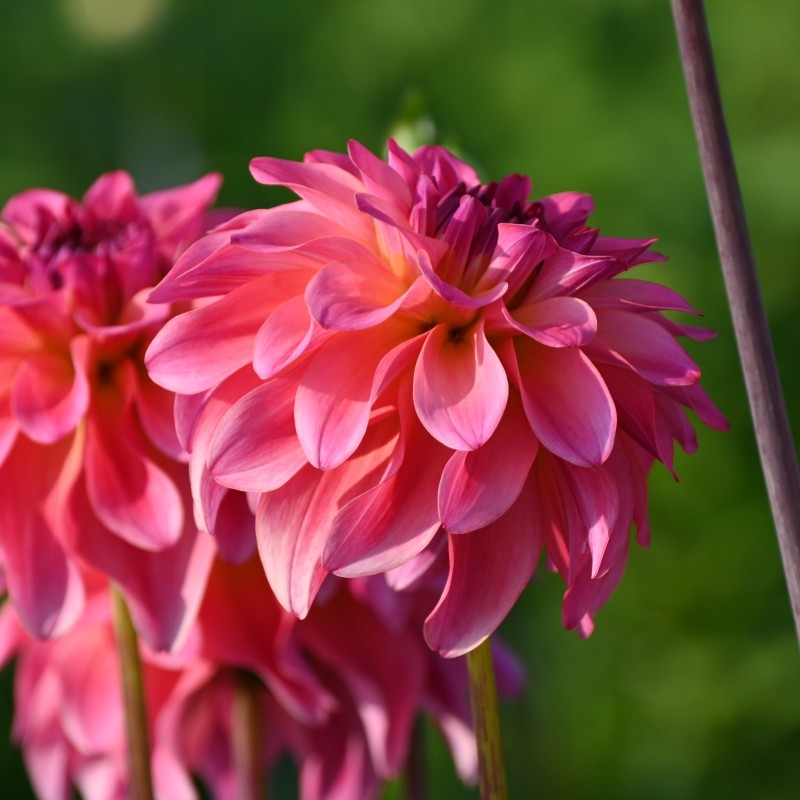 Dahlia 'Belfloor' Dahlia 'Belfloor'