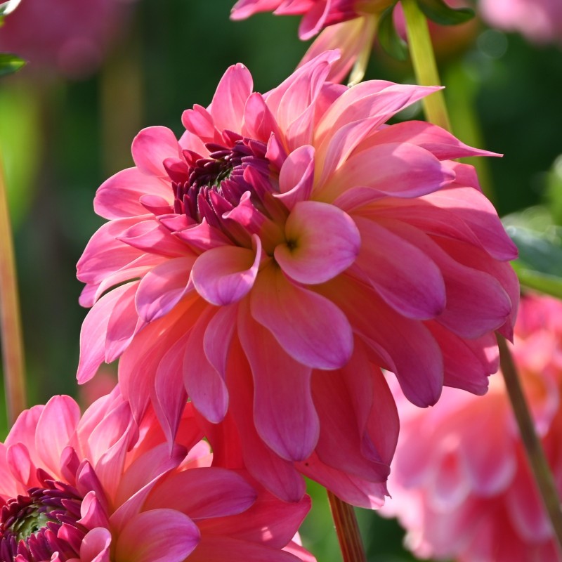 Dahlia 'Belfloor' Dahlia 'Belfloor'