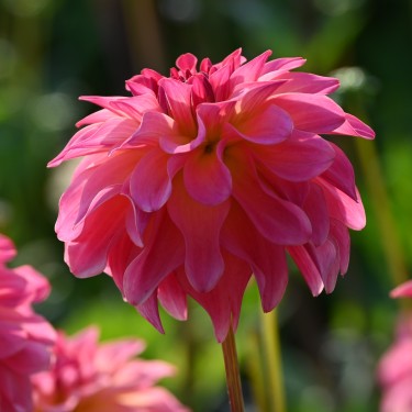 Dahlia 'Belfloor' Dahlia 'Belfloor'