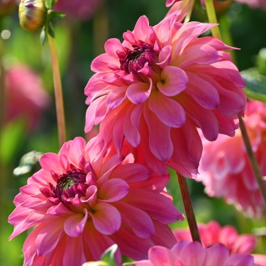 Dahlia 'Belfloor' Dahlia 'Belfloor'