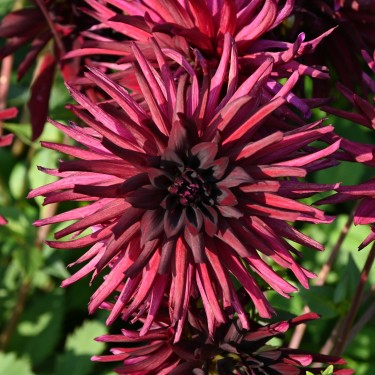 Dahlia 'Black Narcissus'