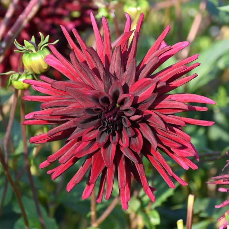 Dahlia 'Black Narcissus' Dahlia 'Black Narcissus'