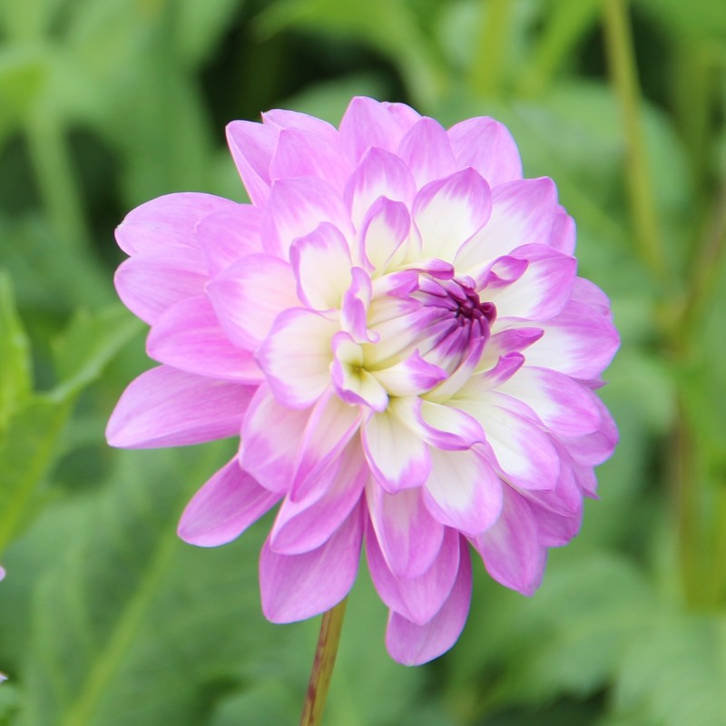 Dahlia 'Blue Wish' Dahlia 'Blue Wish'
