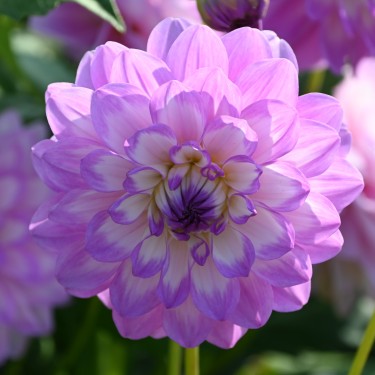 Dahlia 'Blue Wish' Dahlia 'Blue Wish'