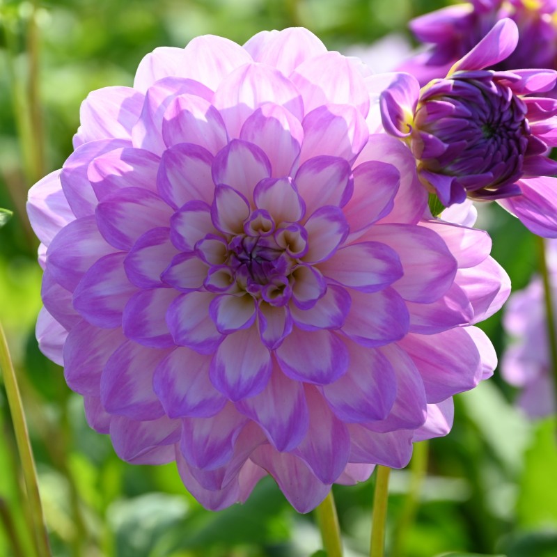 Dahlia 'Blue Wish' Dahlia 'Blue Wish'