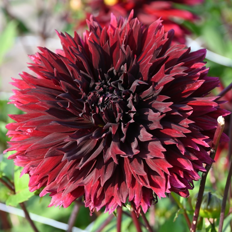 Dahlia 'Black Touch' Dahlia 'Black Touch'