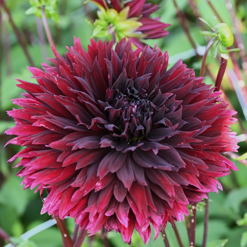 Dahlia 'Black Touch' Dahlia 'Black Touch'