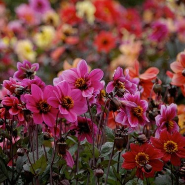 Dahlia 'Breeders Mix' -BIO-