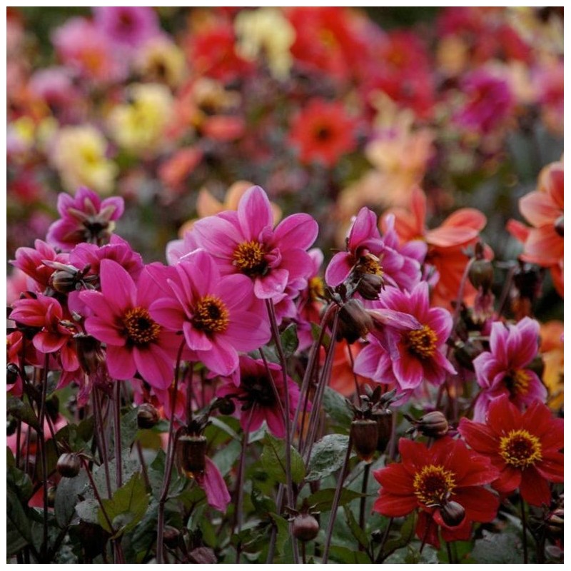Dahlia 'Breeders Mix' -BIO-