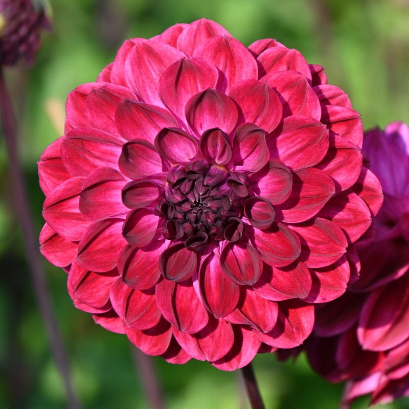 Dahlia 'Buran' -BIO- Dahlia 'Buran' -BIO-