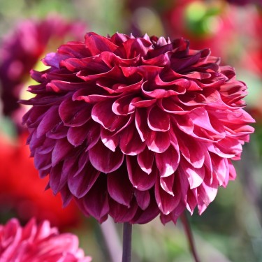 Dahlia 'Buran' -BIO- Dahlia 'Buran' -BIO-