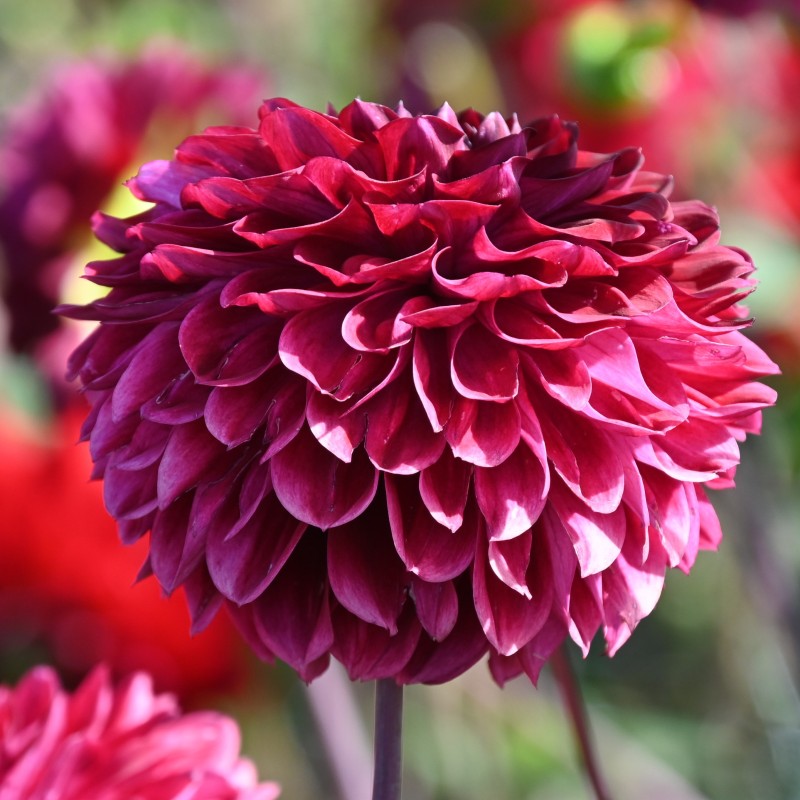 Dahlia 'Buran' -BIO- Dahlia 'Buran' -BIO-