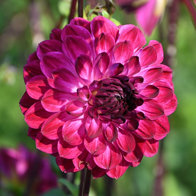 Dahlia 'Buran' -BIO- Dahlia 'Buran' -BIO-