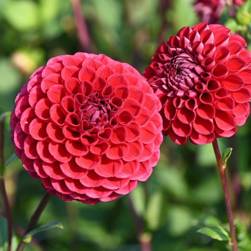 Dahlia 'Cornel' BIO Dahlia 'Cornel' BIO