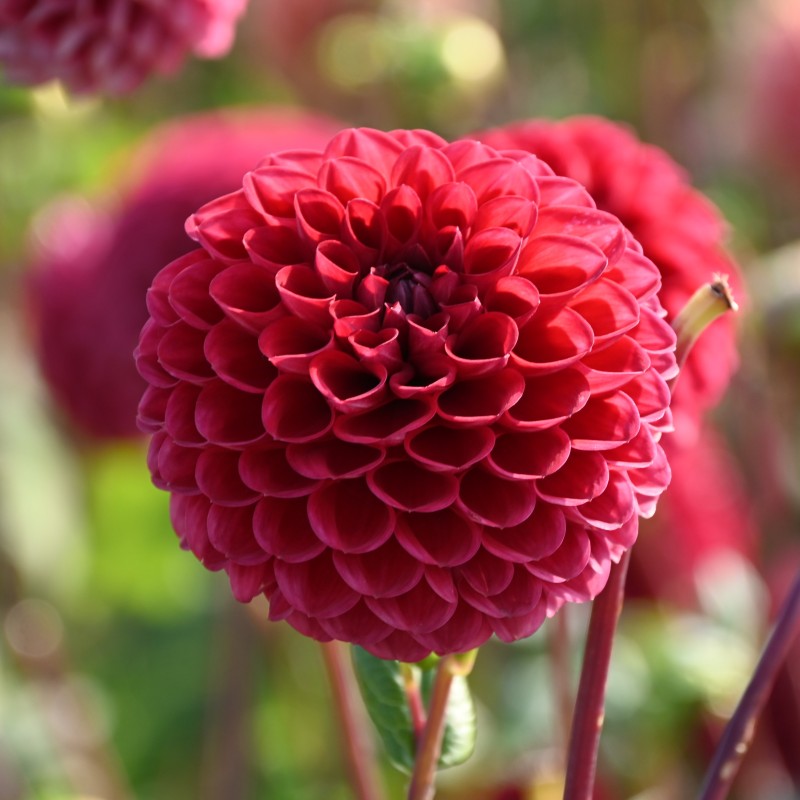 Dahlia 'Cornel' BIO Dahlia 'Cornel' BIO