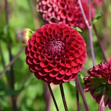Dahlia 'Cornel' BIO Dahlia 'Cornel' BIO