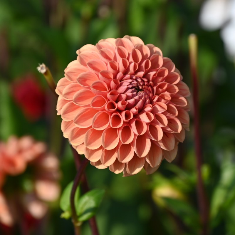 Dahlia 'Cornel Brons' BIO Dahlia 'Cornel Brons' BIO