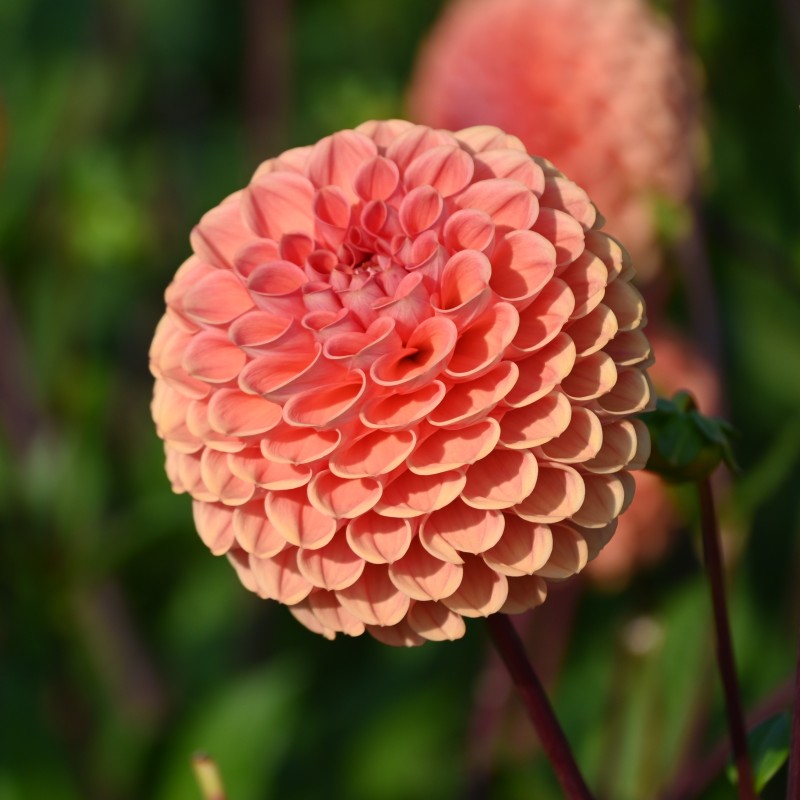 Dahlia 'Cornel Brons' BIO Dahlia 'Cornel Brons' BIO