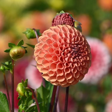 Dahlia 'Cornel Brons' BIO Dahlia 'Cornel Brons' BIO