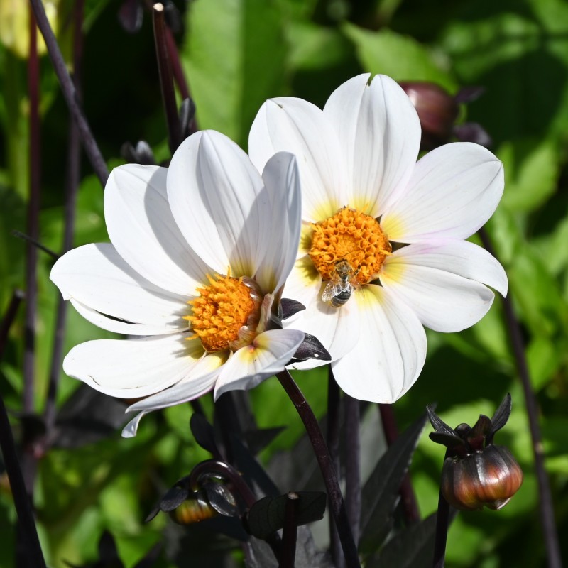 Dahlia 'Dahlegria White' ® Dahlia 'Dahlegria White' ®