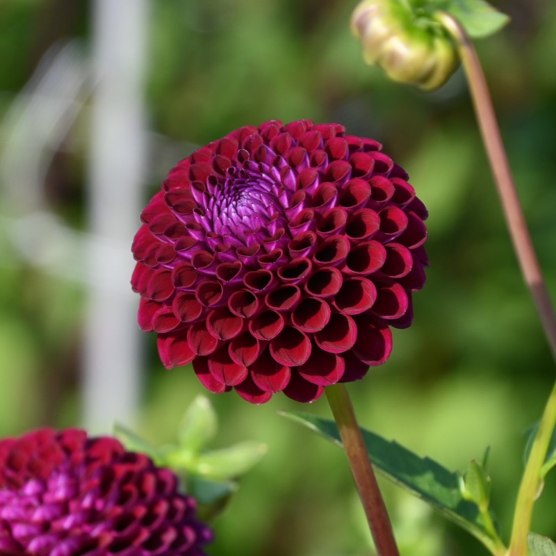 Dahlia 'Downham Royal' Dahlia 'Downham Royal'