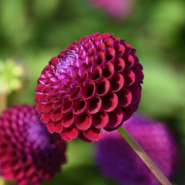 Dahlia 'Downham Royal' Dahlia 'Downham Royal'
