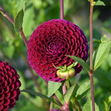 Dahlia 'Downham Royal' Dahlia 'Downham Royal'